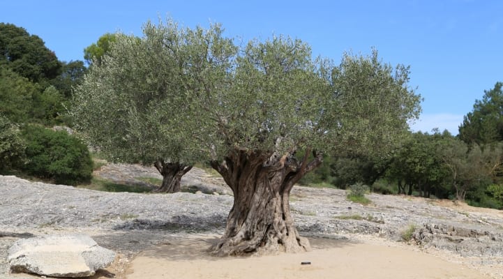 Olive Tree