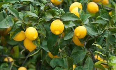 Lemon balm – A Fruity and Fresh All-Rounder