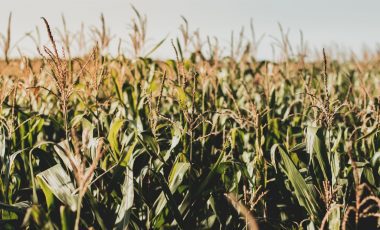 Corn – Golden Yellow and Sweet