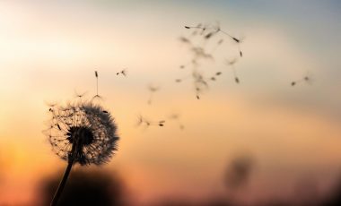 Dandelions – shimmering gold in the meadow