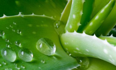 Aloe vera – more than just a house plant