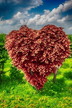 heart shape tree of love with red leaves ecological concept greeting card background