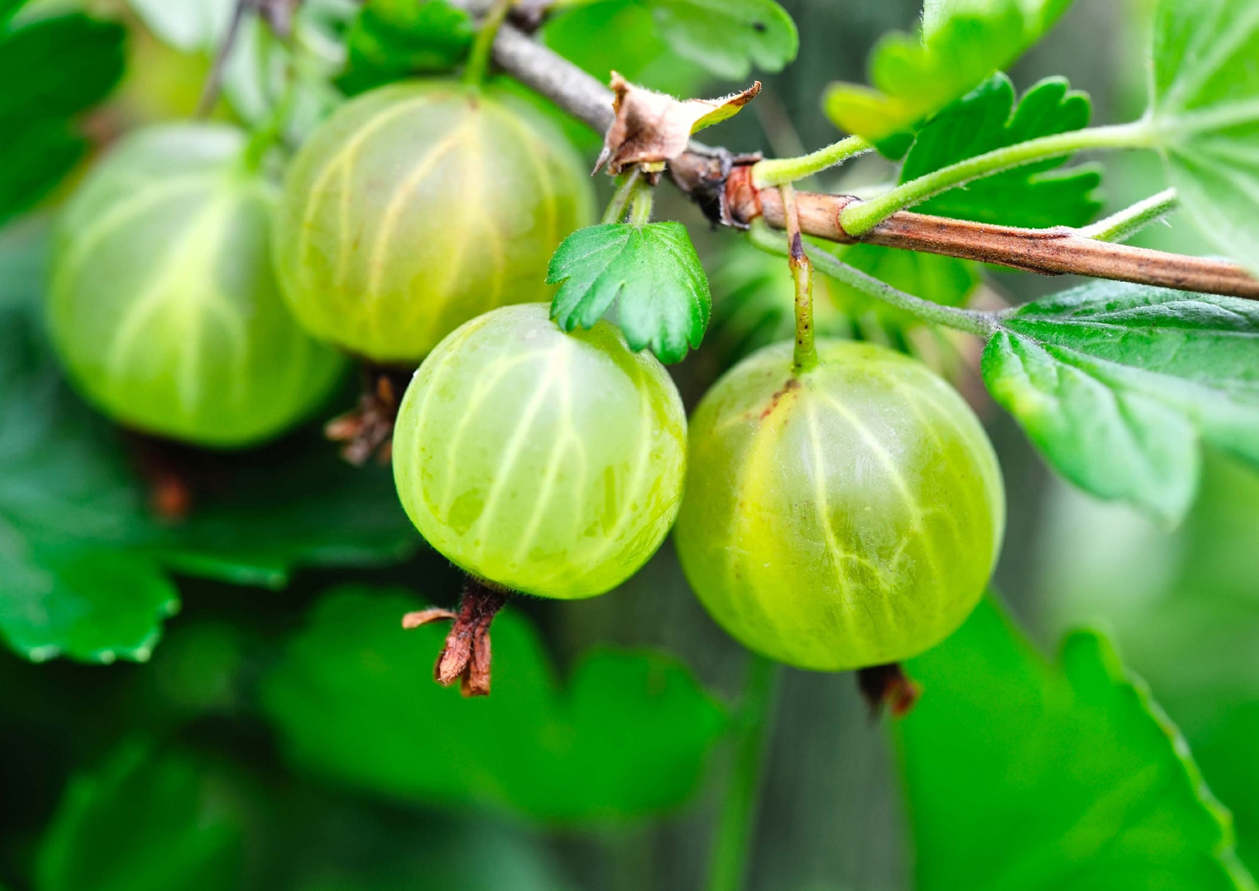 Gooseberry - A promising fruit! - FreshMAG