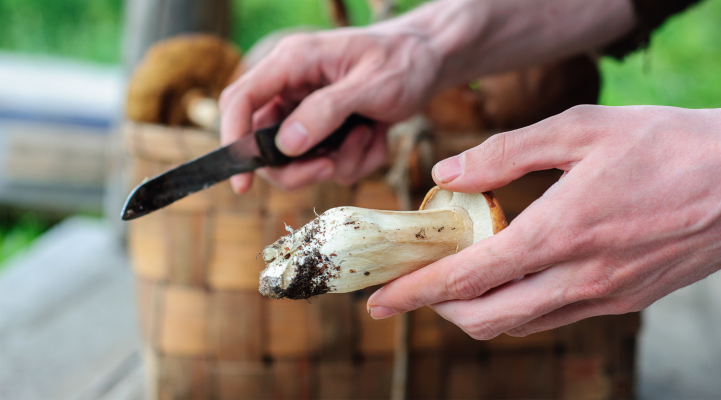 Cleaning Wild Mushrooms