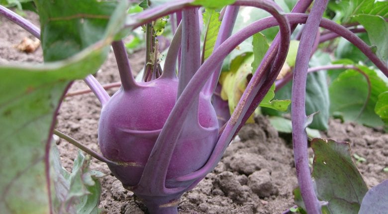 Kohlrabi Purple Coloured