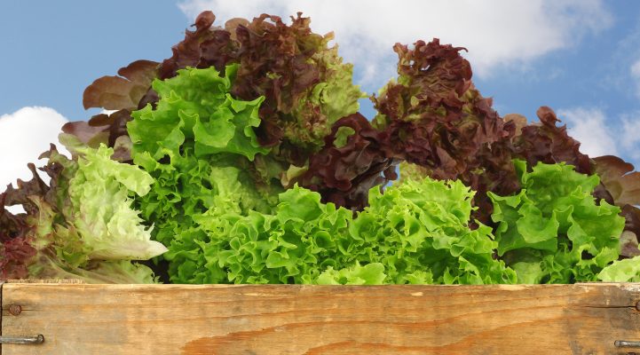 Lollo Rosso Lettuce