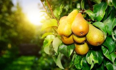 Fresh organic pears on tree branch