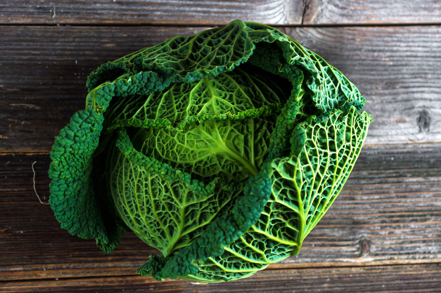 Savoy Cabbage