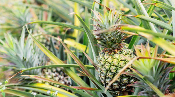 Pineapple on tree in the plantation.