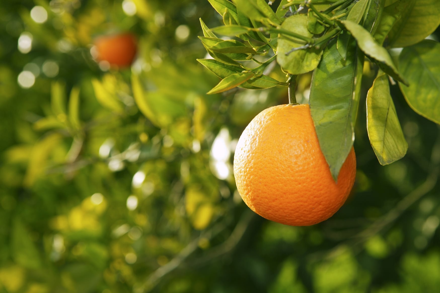 Oranges - packed with goodness - FreshMAGAZINE