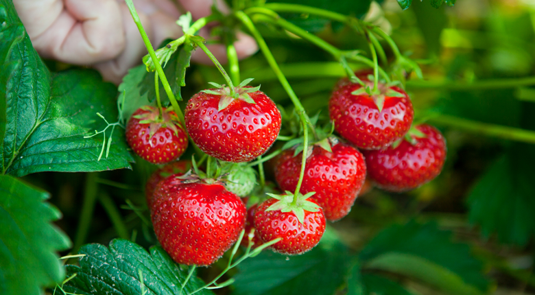 Strawberry picking in British summer