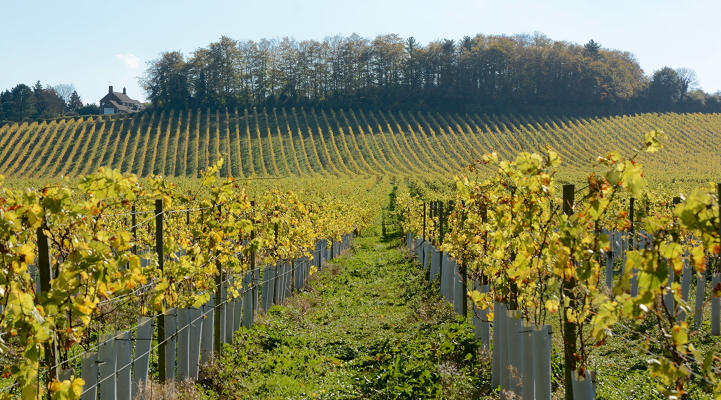 British Wine Industry Success