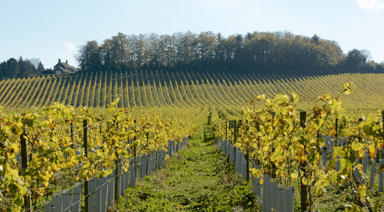 English Vineyard