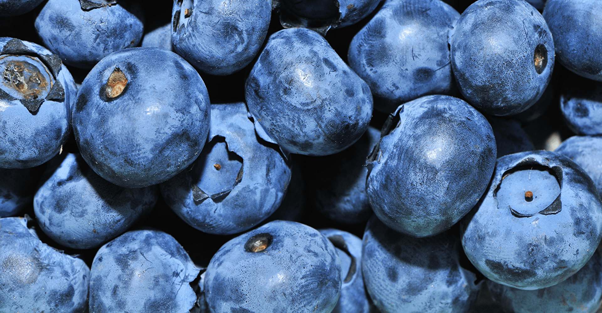 why-are-blueberries-so-good-for-you-freshmagazine