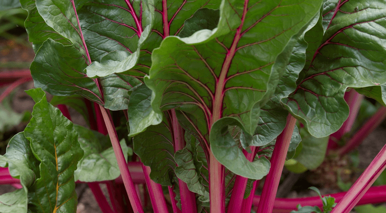 why-is-beetroot-so-good-for-you-freshmag