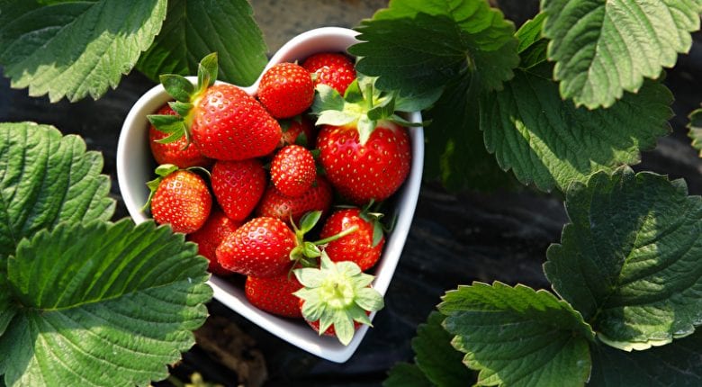 Harvest! Time to enjoy your strawberries!