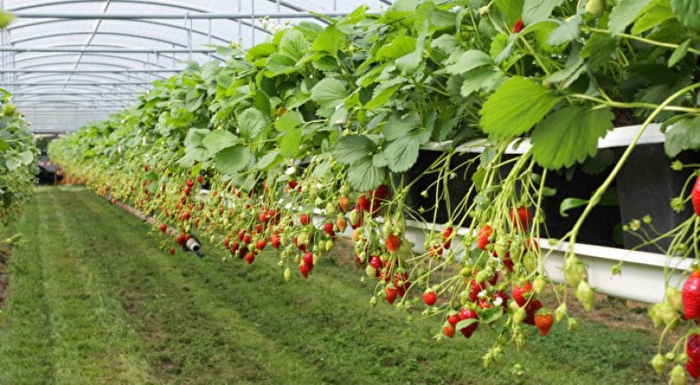 Strawberry picking - a favourite pastime in the UK