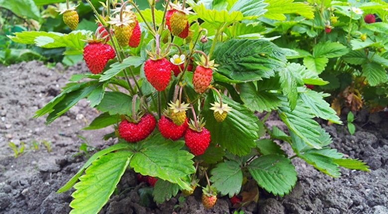 Strawberry plant - learn to grow strawberries at home