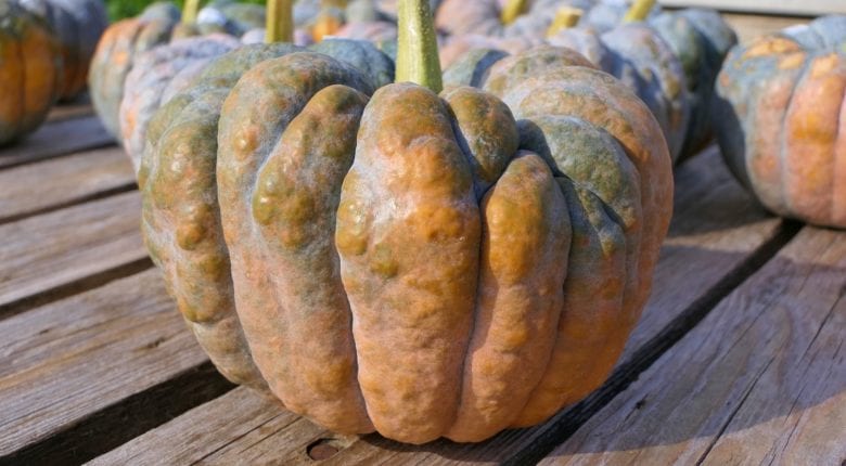 nutmeg pumpkin