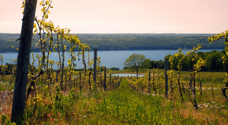 New York Vineyard