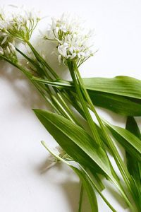 Wild Garlic on a plain white background