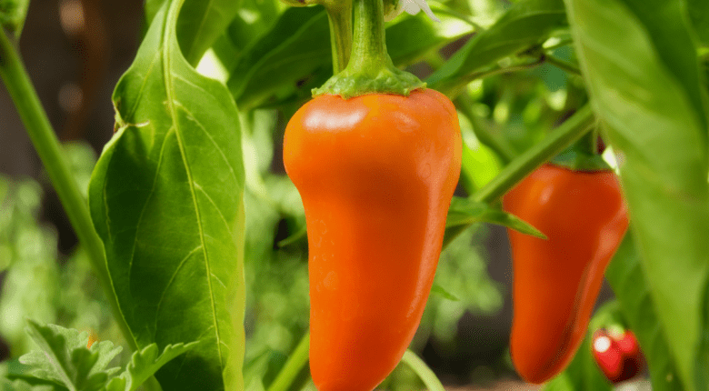 Orange pepper growing to boost health