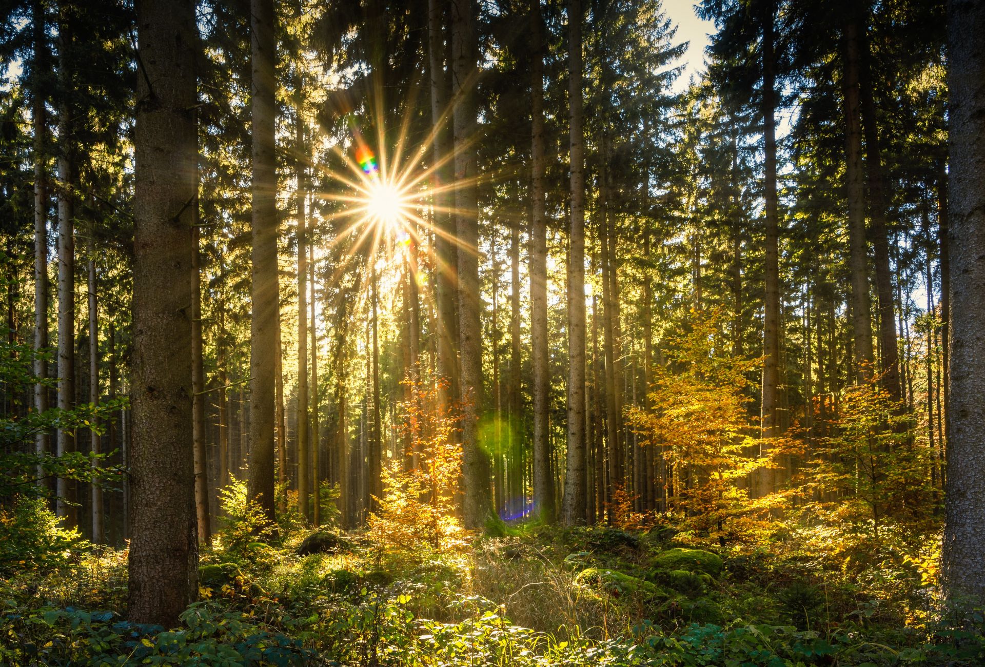 Forest blooming in the spring