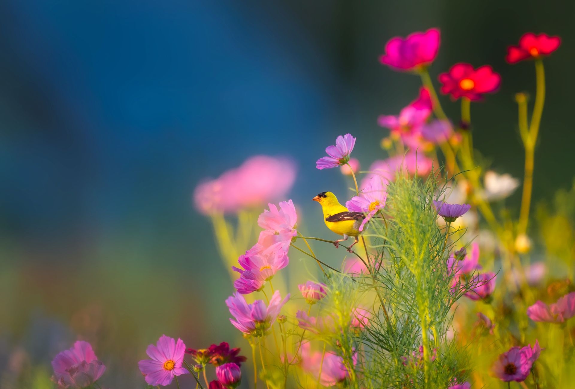 Spring flowers with a small bird perching on petals