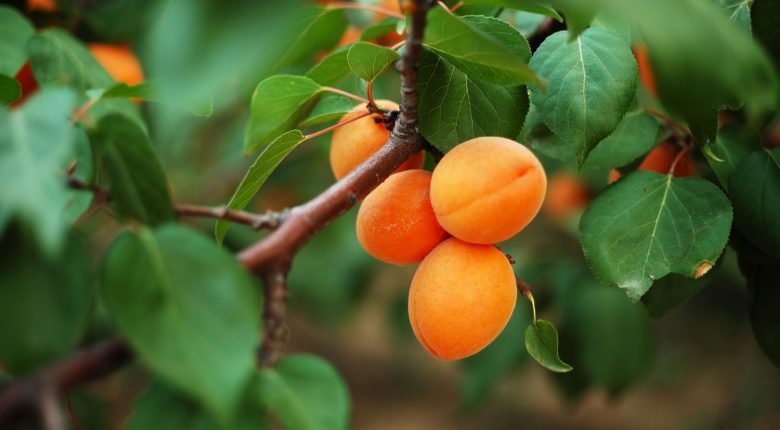 Apricot in a tree