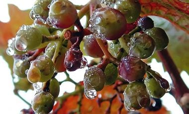 The Wine Which Came in from the Cold