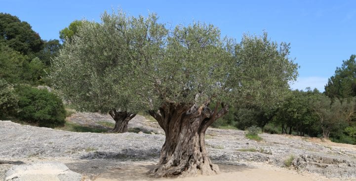 Olives - Tree