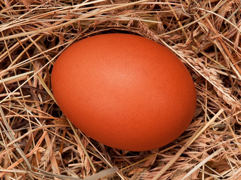 Egg Facts: 10 Things You Should Know