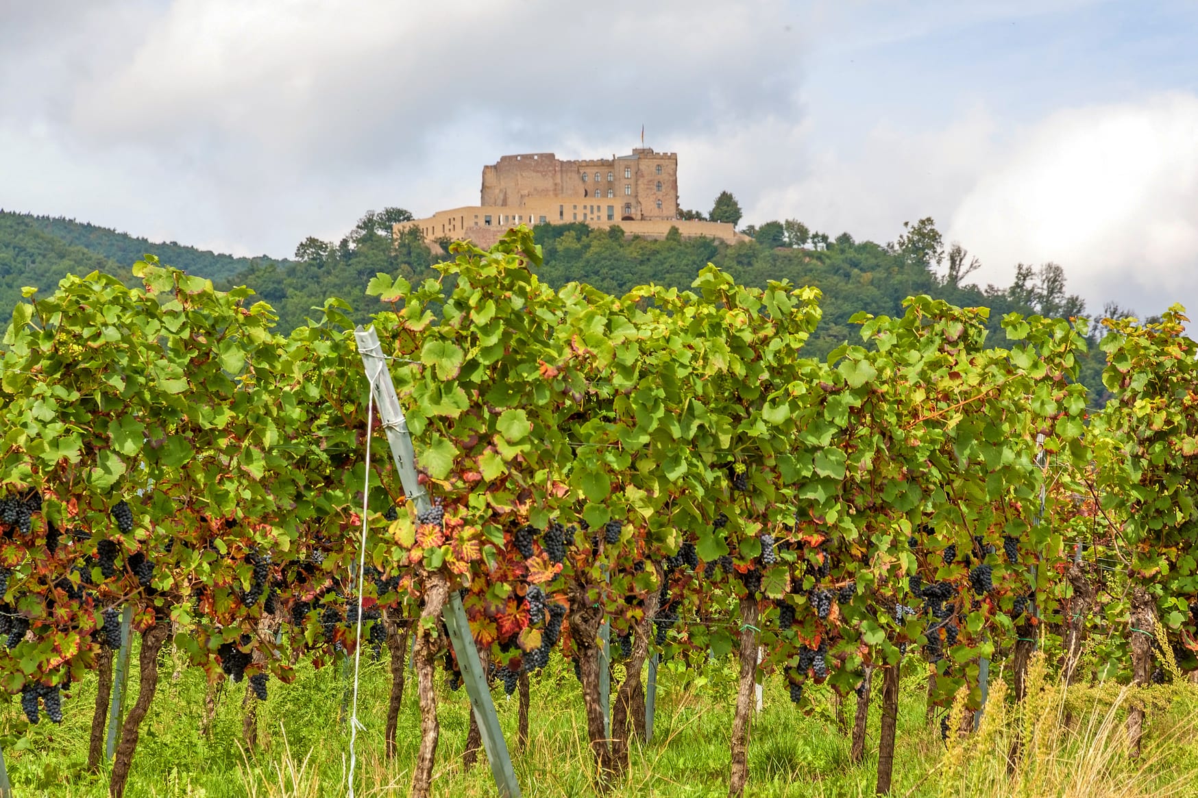 The German Wine Route: A Trip Worth Taking - FreshMAGAZINE