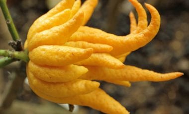 5 малко известни цитрусови плодове, които да опитате през зимата