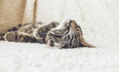 Супер храни срещу безсъние – какво да хапвате, за да спите като бебе?