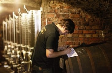 Diversele etape ale producției de vin Diversele etape ale producției de vin