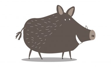 Cum se păstrează carnea de vânat – de pe câmp, prin frigider, la masă?