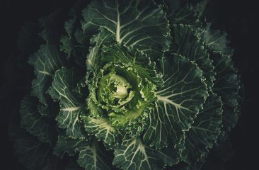 Kale, el superalimento