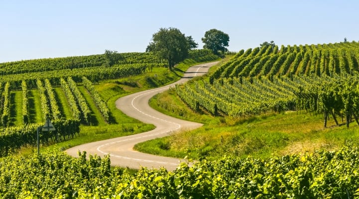 Kurvenreiche Straße in den Weinbergen des Elsass