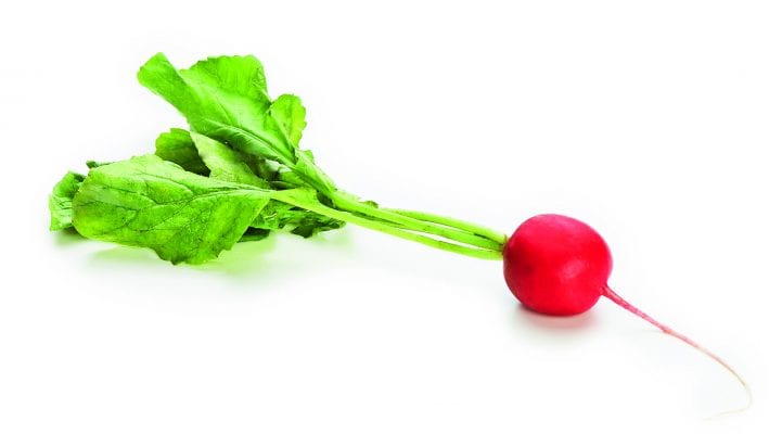 Radis rose (légumes)