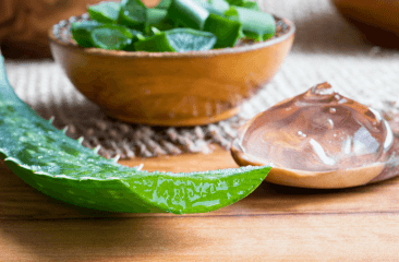 aloe vera, plus qu'une plante d'intérieur, alimentation, gel, santé, anthracéniques, cosmétique, remède