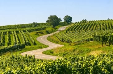 Alsazia: una destinazione affascinante per gli amanti del vino Alsazia: una destinazione affascinante per gli amanti del vino