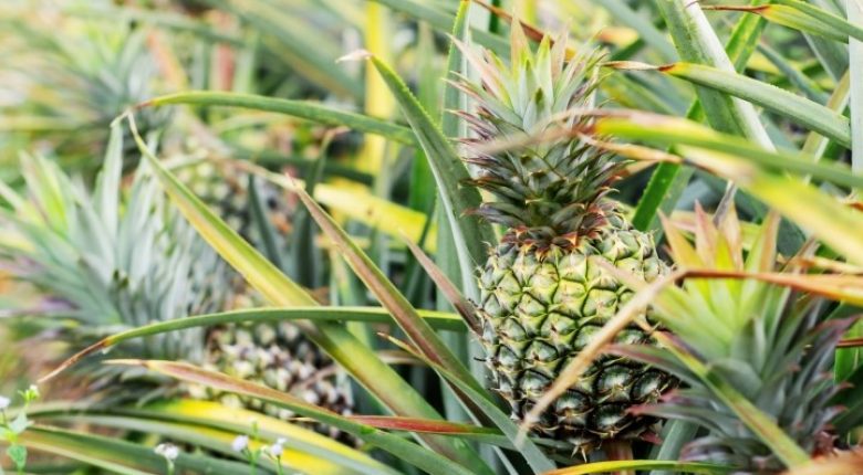 Acquistando un ananas, la cosa migliore è optare per il commercio equo e solidale