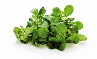 Feldsalat – ein klassischer Wintersalat