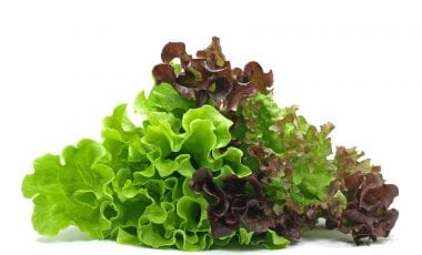 Lollo Rosso – dekorativer Pflücksalat