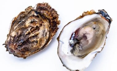 Austern – Königinnen unter den Muscheln