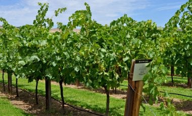 Syrah – ideale Weine im Spätherbst und zu Wildgerichten