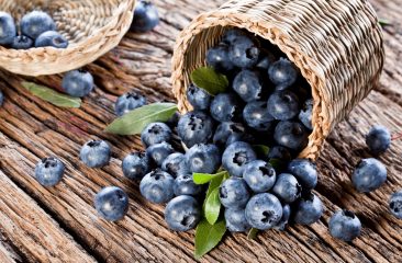 Heidelbeere – gesunde kleine Beere in Blau Heidelbeere – gesunde kleine Beere in Blau