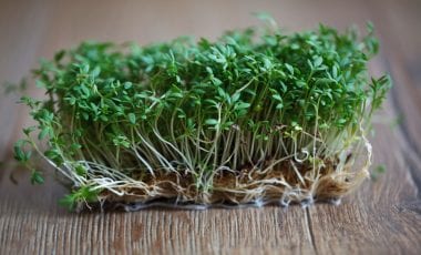 Kresse – darum wächst sie auch ohne Erde