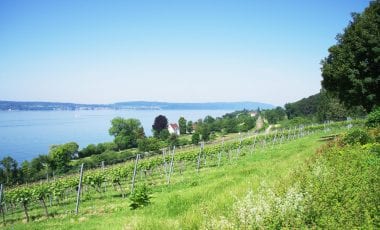 Weinregion Bodensee: Genussvolle Rebgärten in drei Ländern